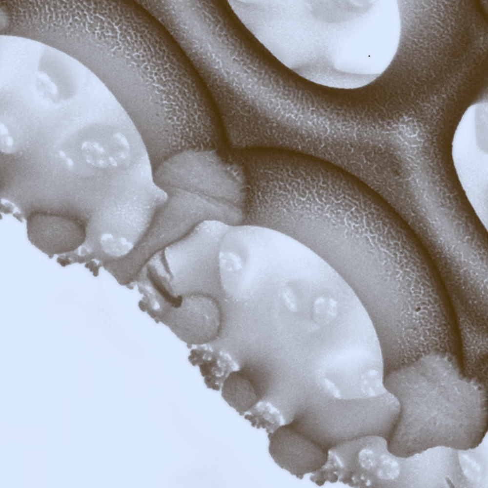 (Image : Les diatomées, ces algues qui fabriquèrent du verre bien avant les humains)